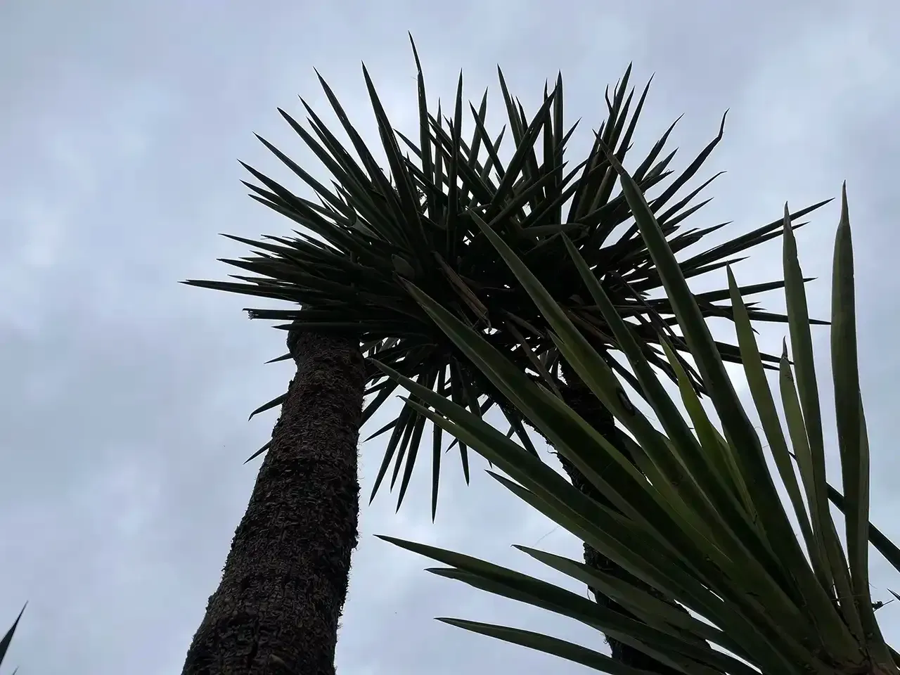 Palms high view at the Rosehill Palms garden center