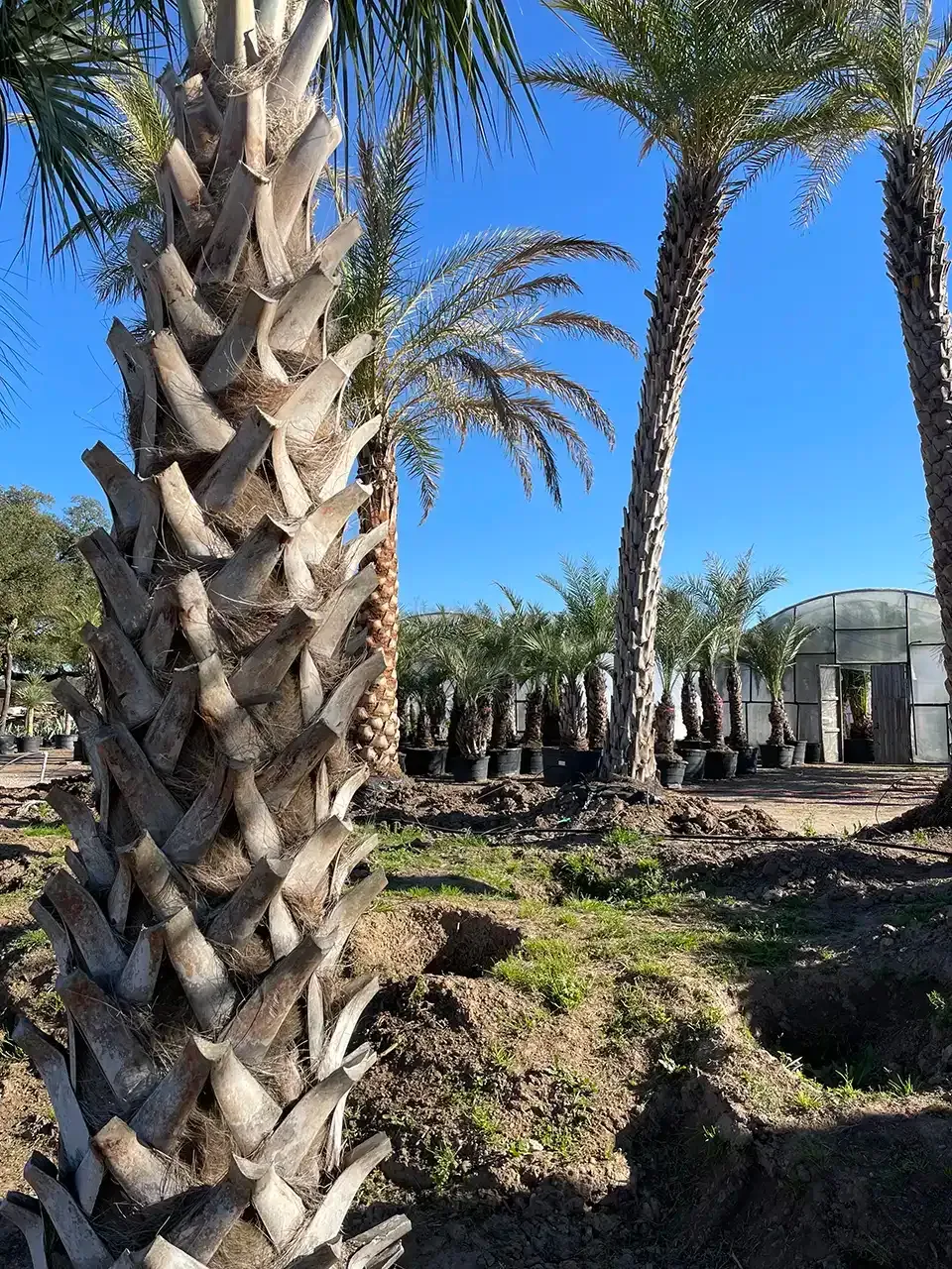 Palms in the Rosehill Yard