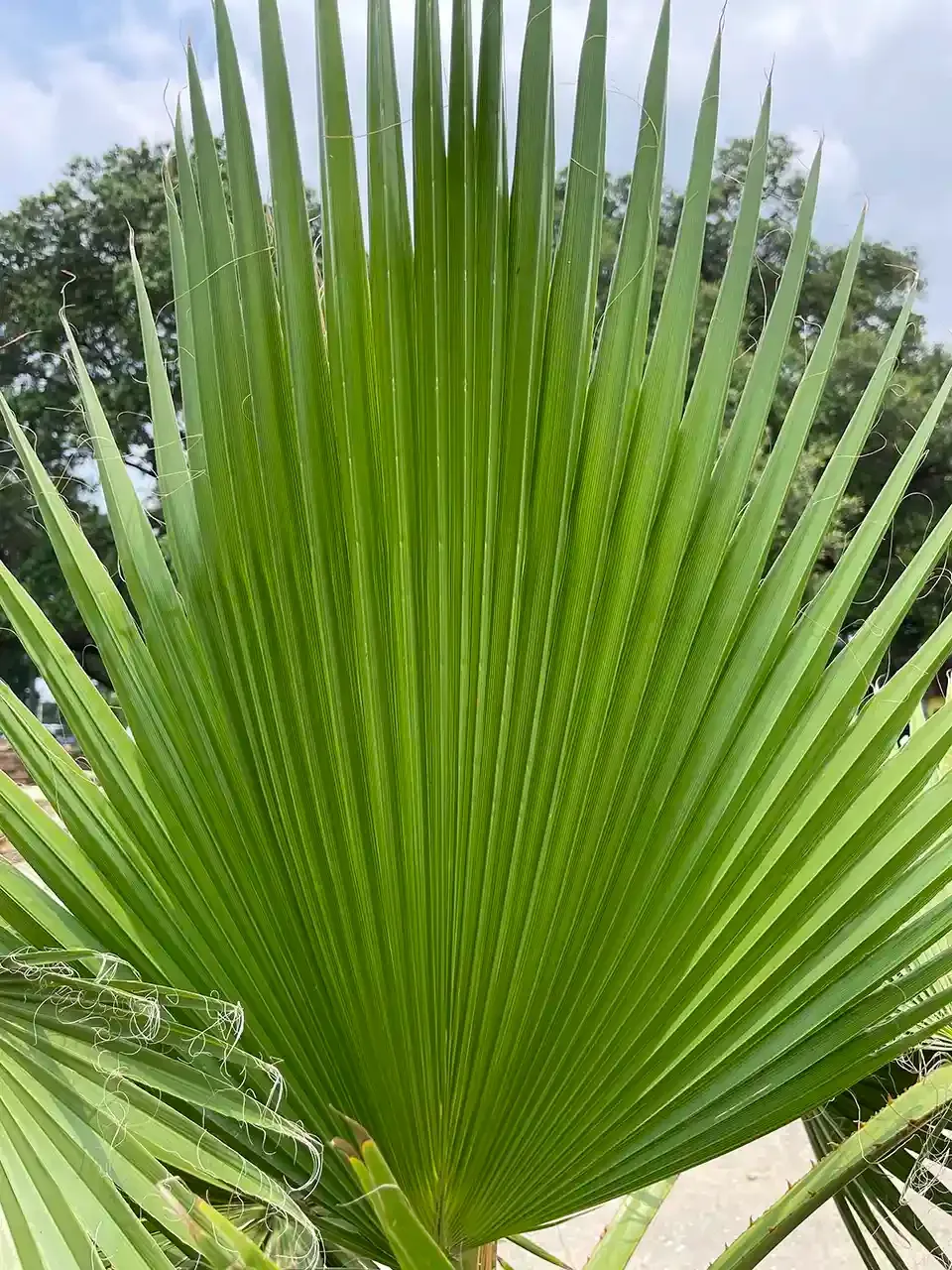 Palm trees big leave close-up at Rosehill Nursery