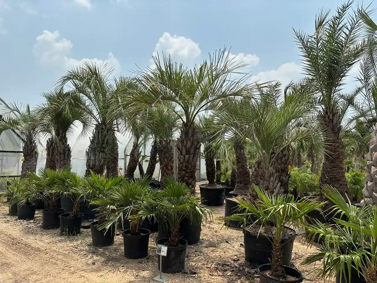 Rows of small and large palms in the Rosehill nursery