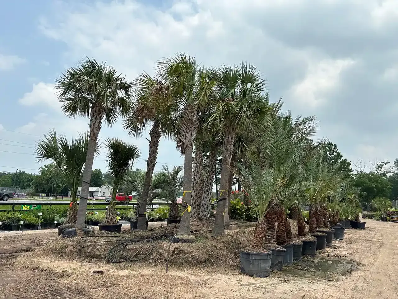 Tall and medium-sized palm trees in Rosehill center yard