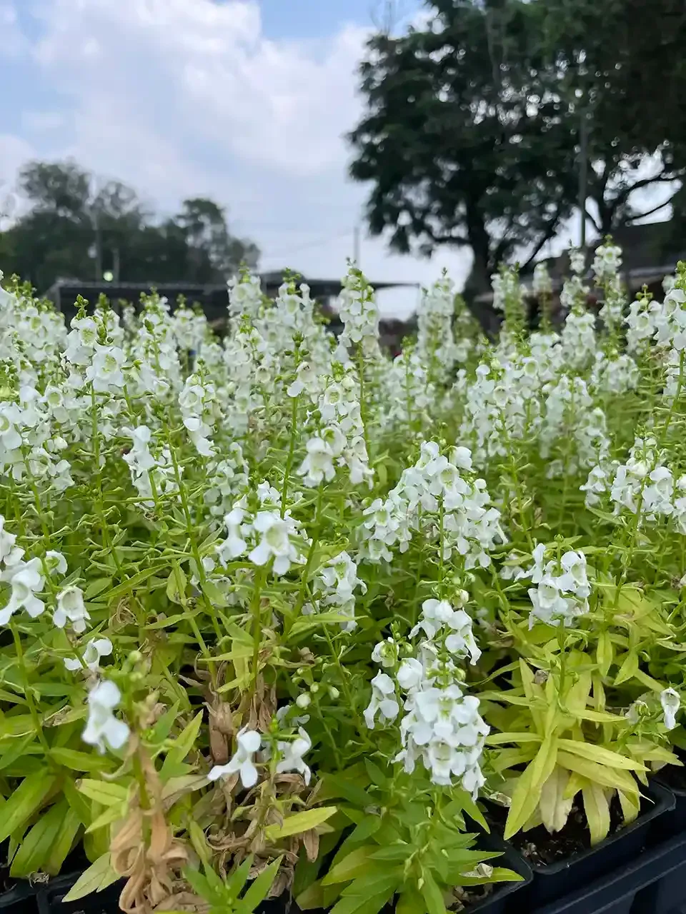 A bunch of white flowers are growing in a garden.