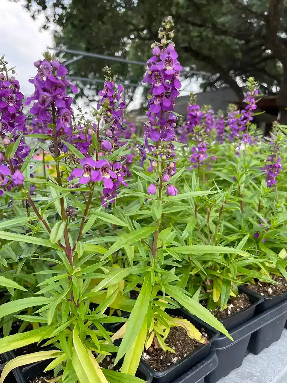 A bunch of purple flowers are growing in pots.