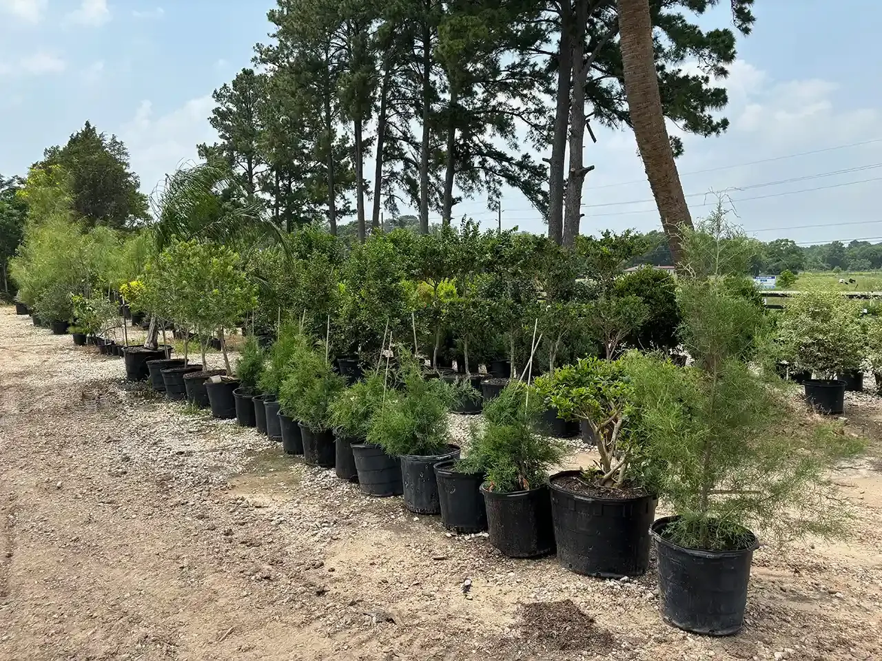 A row of potted plants in a garden with trees in the background.