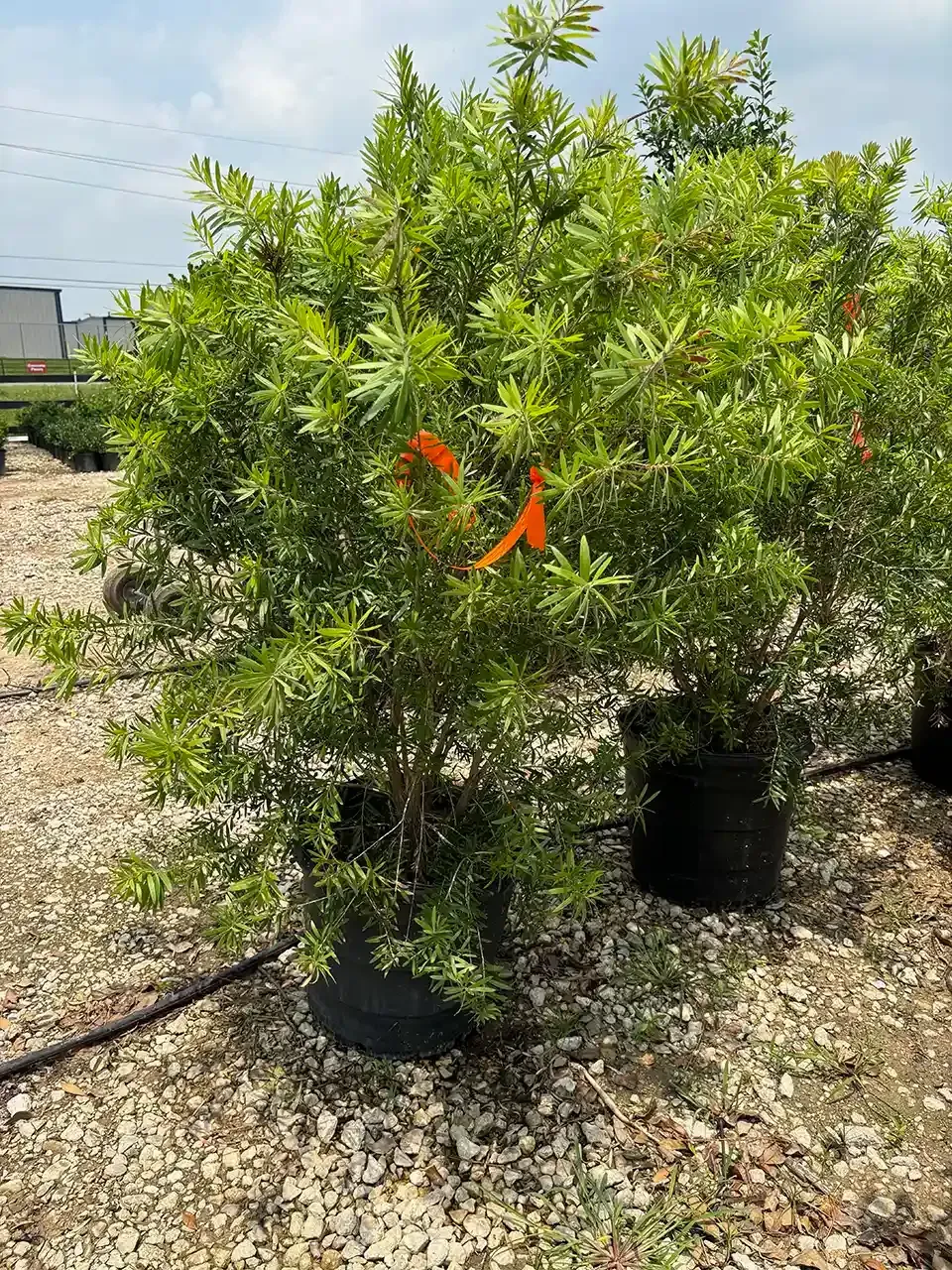 A large tree in a pot is sitting on top of a gravel lot.