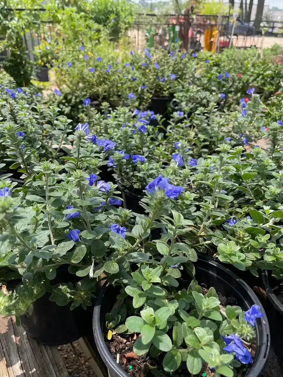 A bunch of potted plants with blue flowers and green leaves.