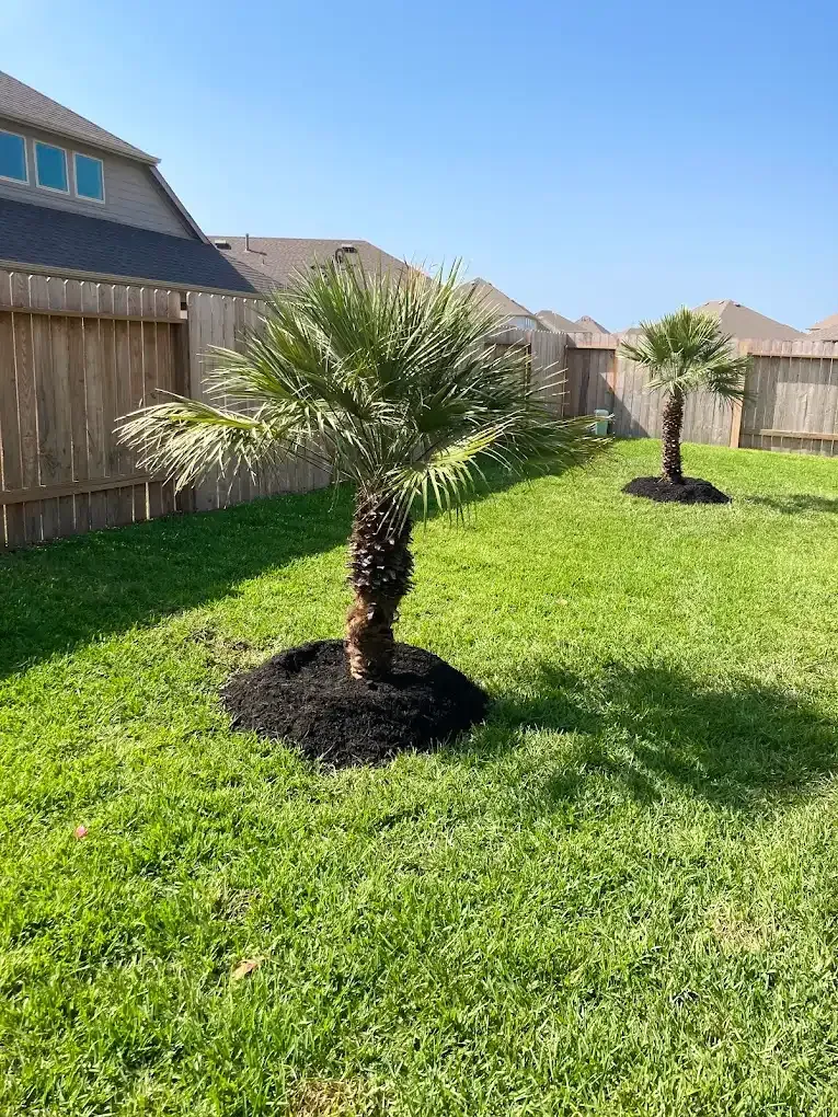 There are two palm trees in the backyard of a house.