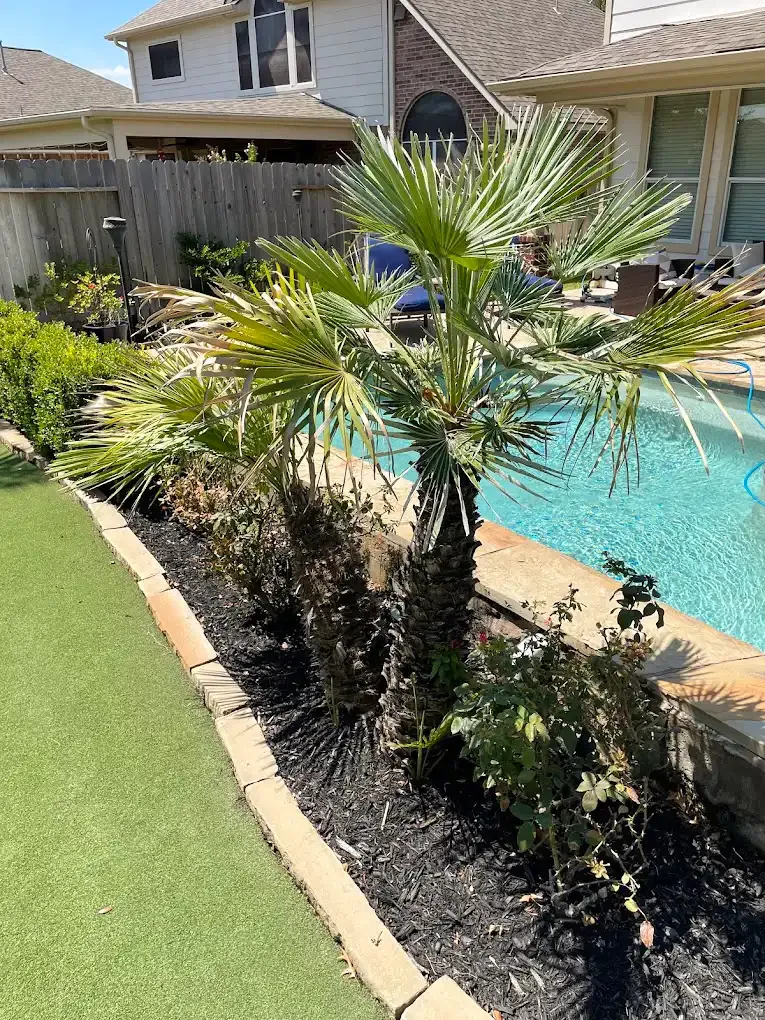 A palm tree is sitting next to a swimming pool in a backyard.