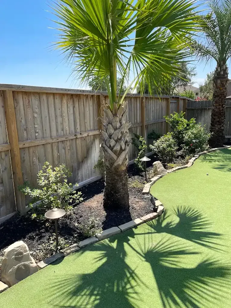 A palm tree in a backyard next to a wooden fence.