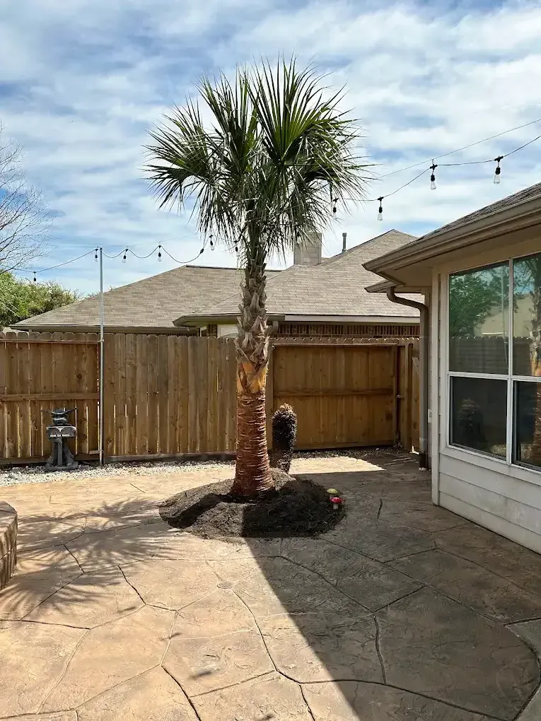 A palm tree is sitting in the middle of a patio in front of a house.