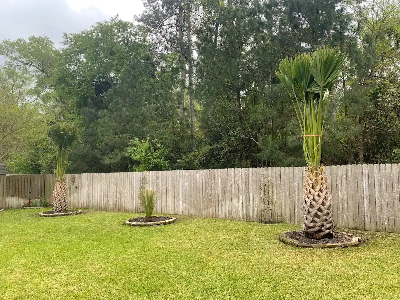 Three palm trees are growing in a backyard next to a wooden fence.
