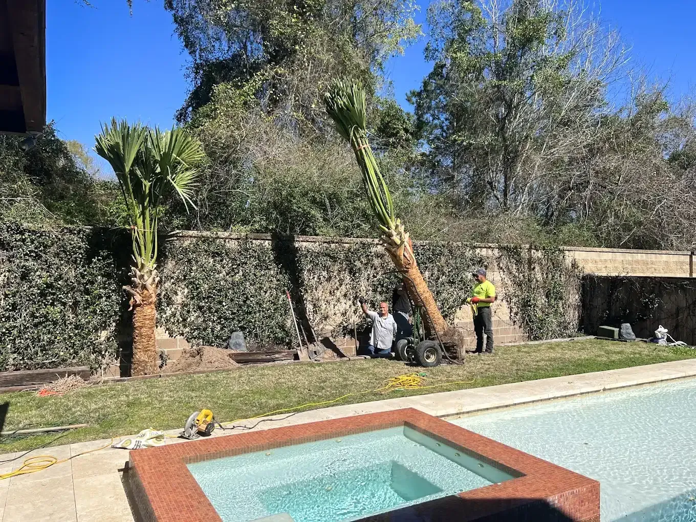 A man is planting a palm tree next to a swimming pool.