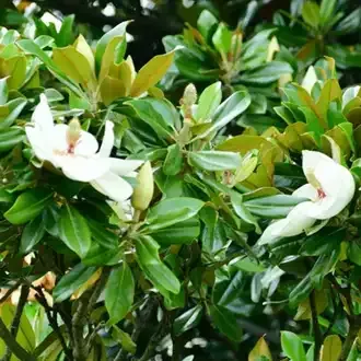 Rosehill Palms - Create Timeless, Traditional Landscaping with Classic Plants - Magnolia and Live Oak