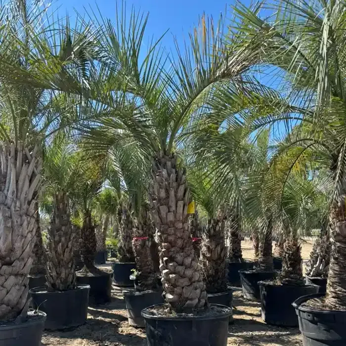 A bunch of palm trees at Rosehill Palms Nursery