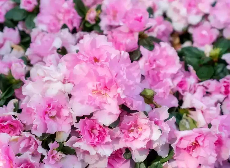 Rosehill Palms Plant Picks for Spring 2005 in Tomball - Pink Ruffles Azaleas