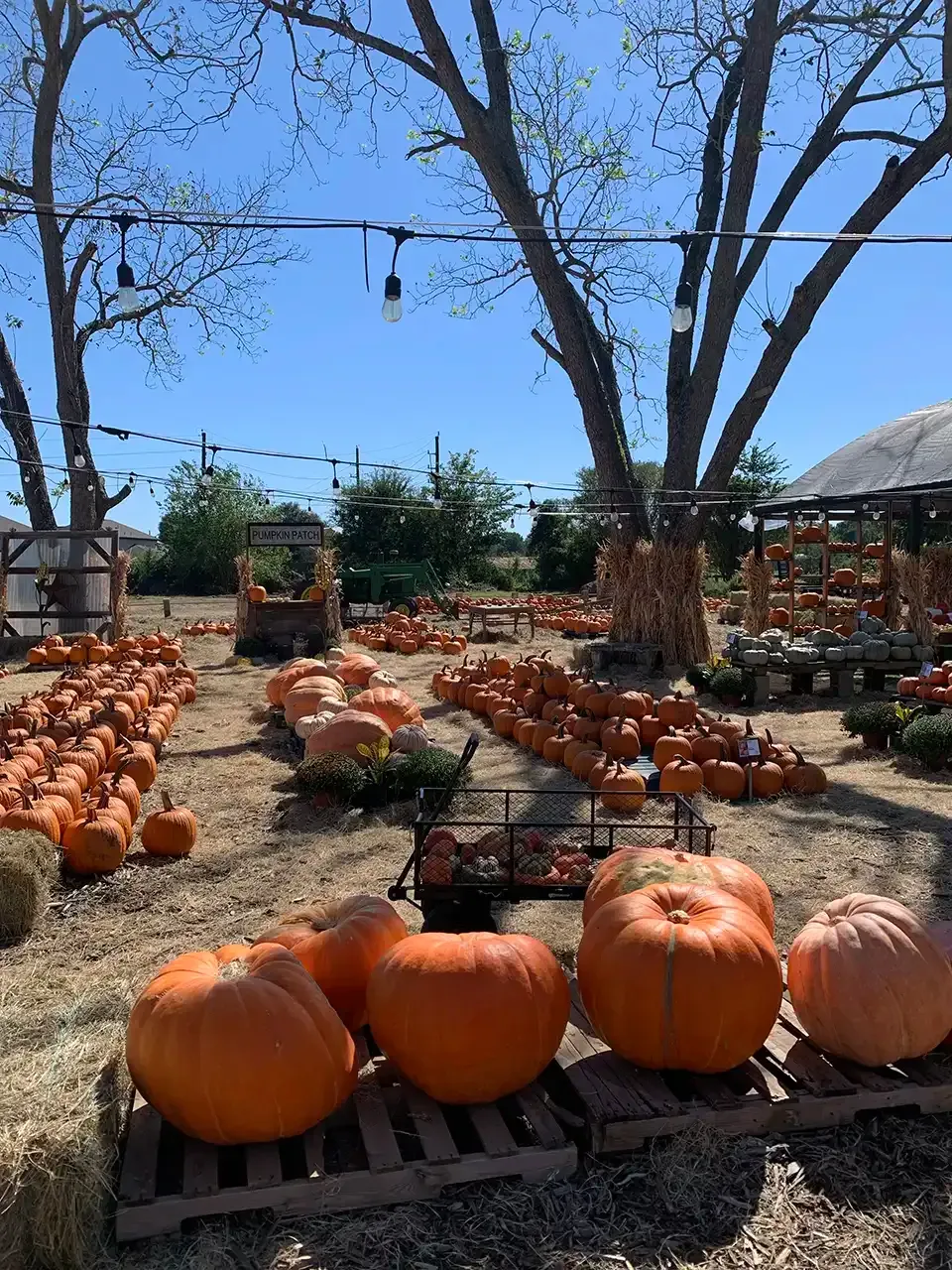 A bunch of pumpkins are sitting on wooden pallets in a field.