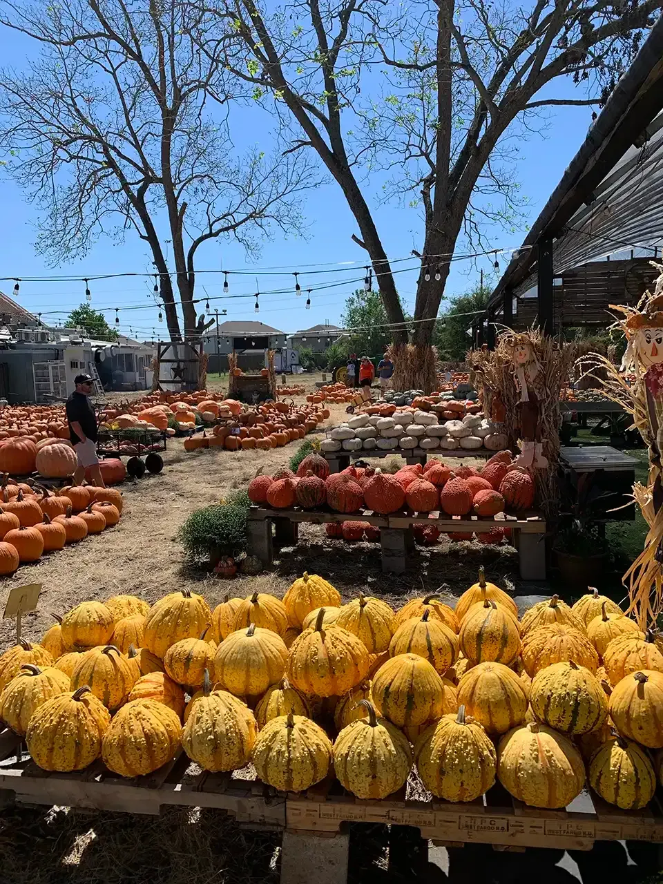 A bunch of pumpkins are sitting on a table in a field.