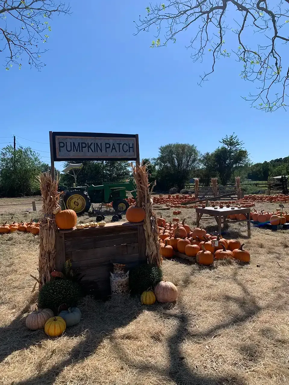 A pumpkin patch with a sign that says pumpkin patch