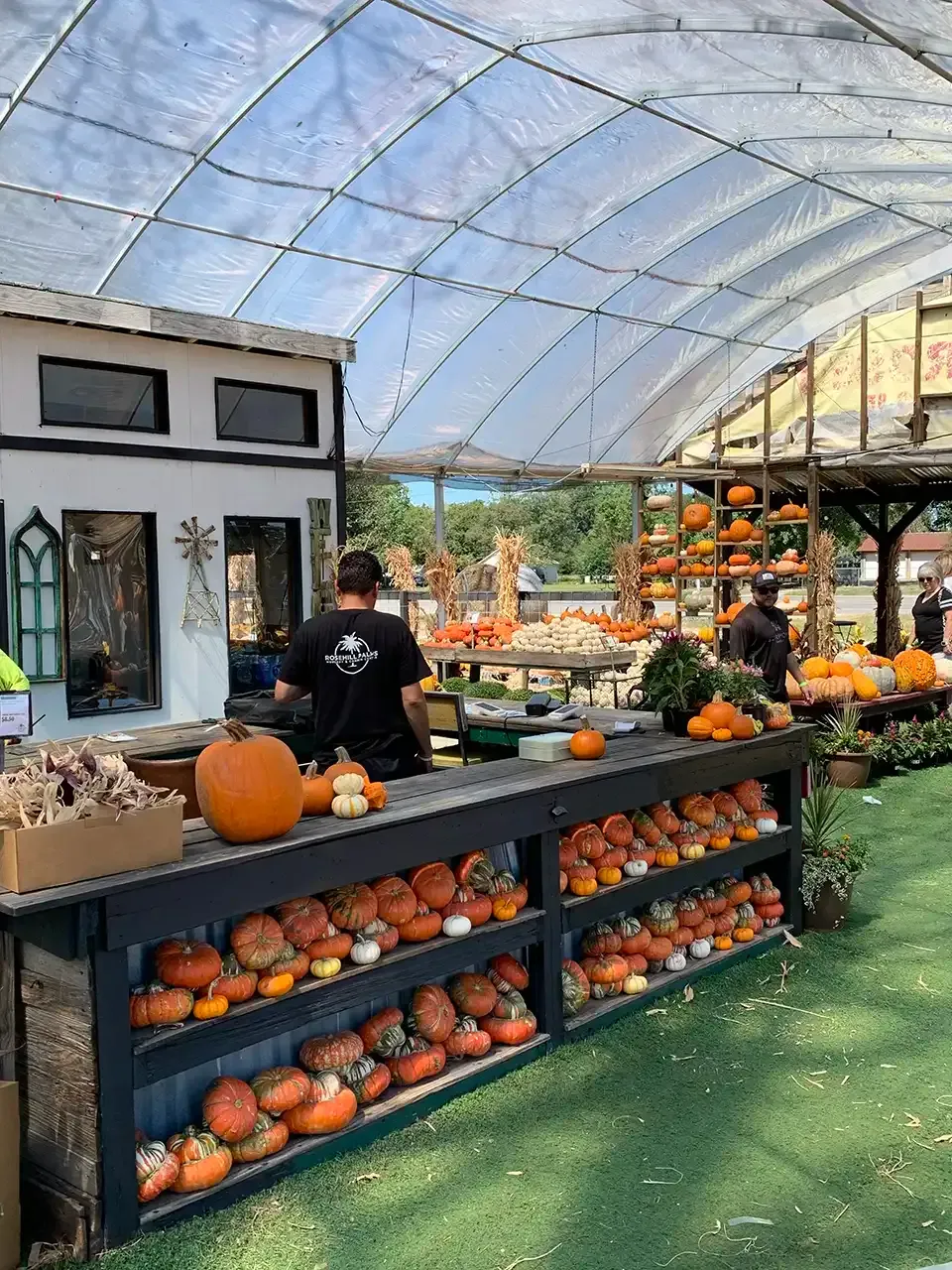 A man is standing behind a table filled with pumpkins at a pumpkin patch.