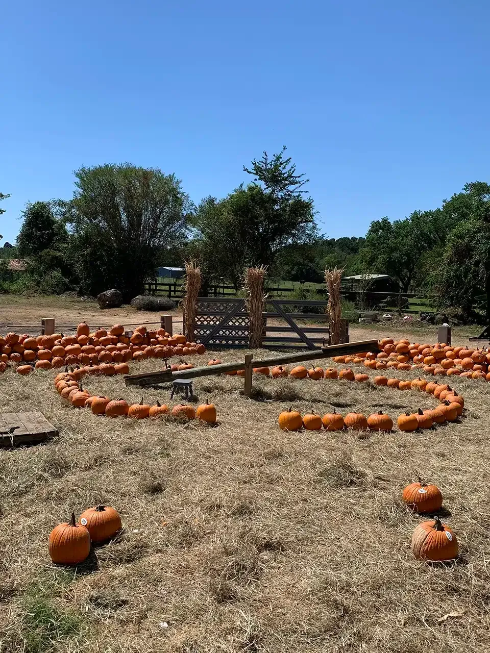 A bunch of pumpkins are lined up in a circle in a field.
