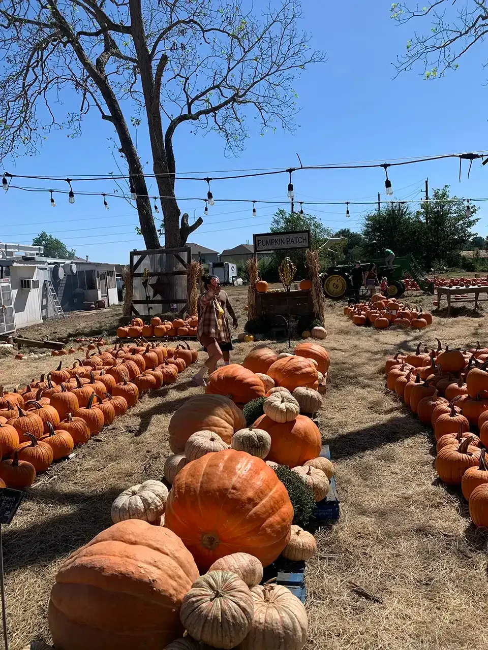 A bunch of pumpkins are lined up in a field.