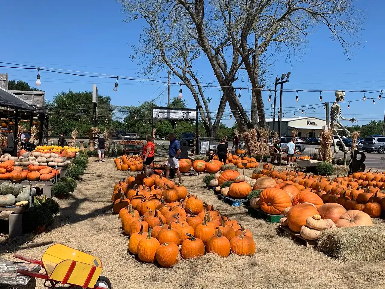 A pumpkin patch filled with lots of pumpkins and hay bales.