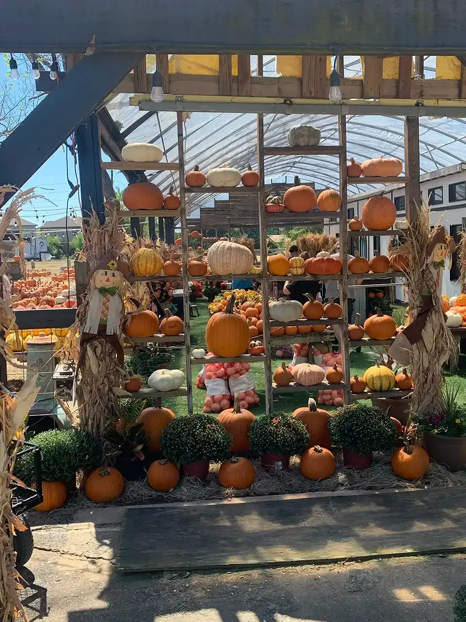 A greenhouse filled with lots of pumpkins and flowers