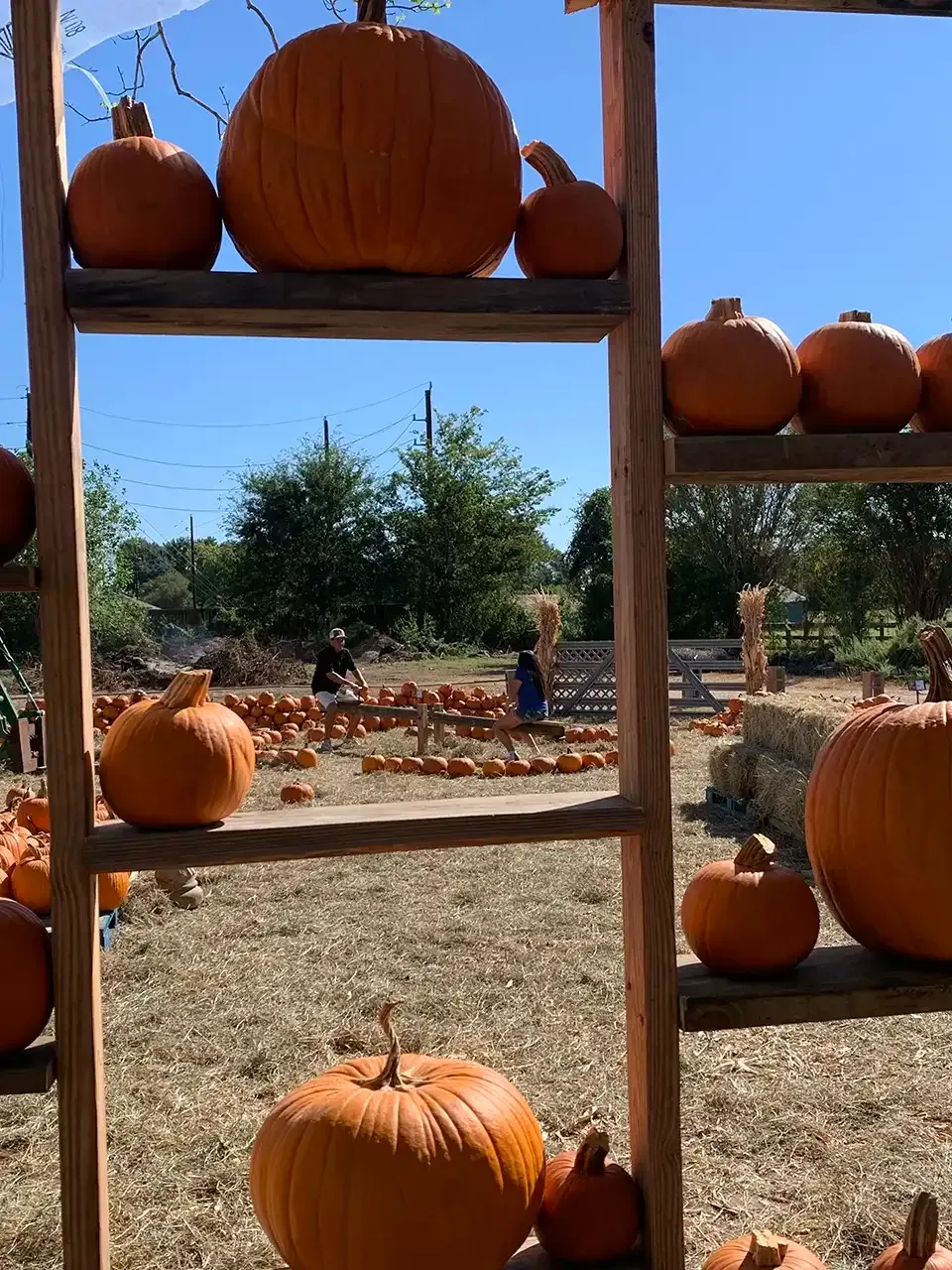 A bunch of pumpkins are sitting on a wooden shelf in a field.