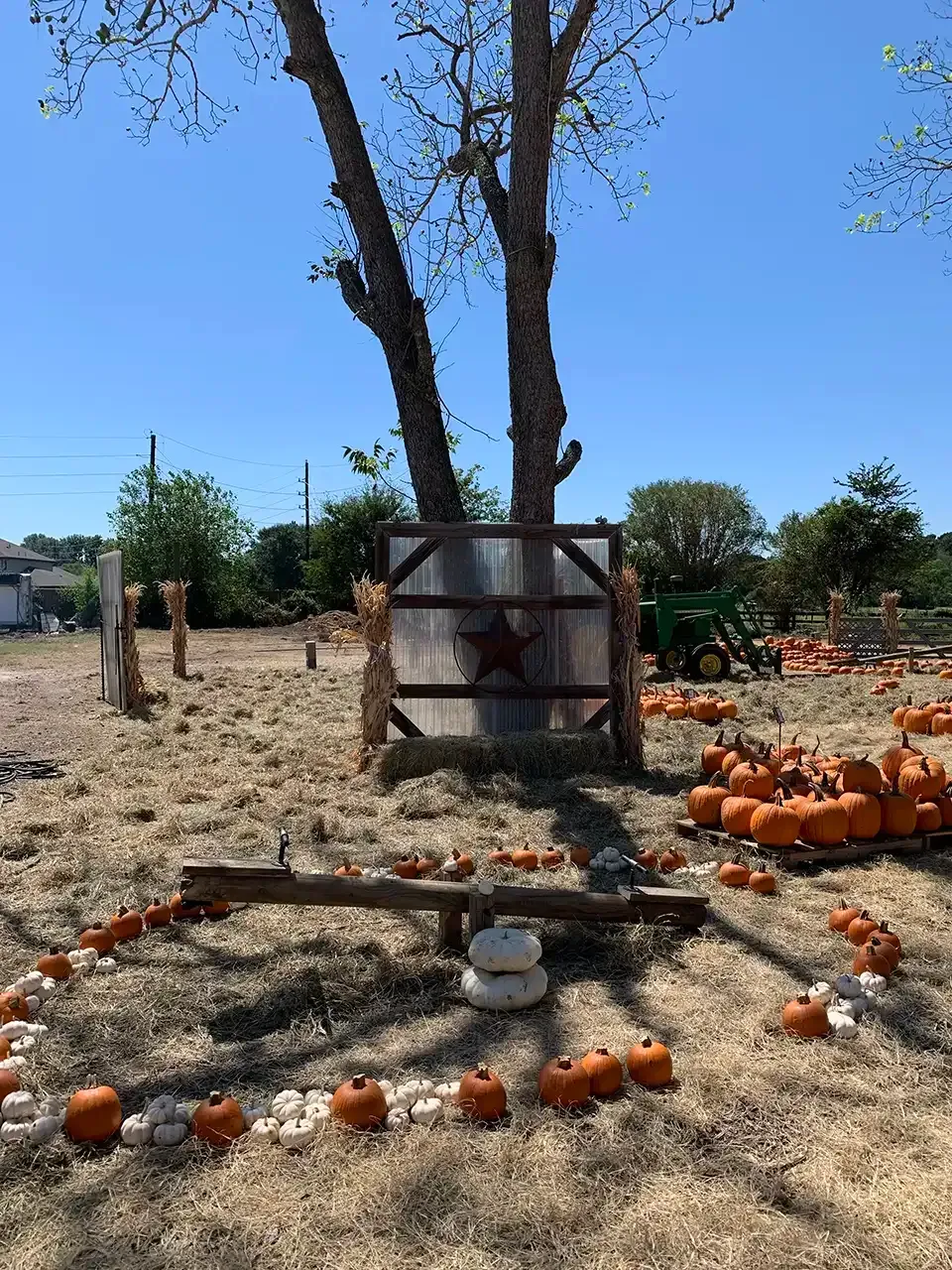 A field filled with pumpkins and a tree in the background.