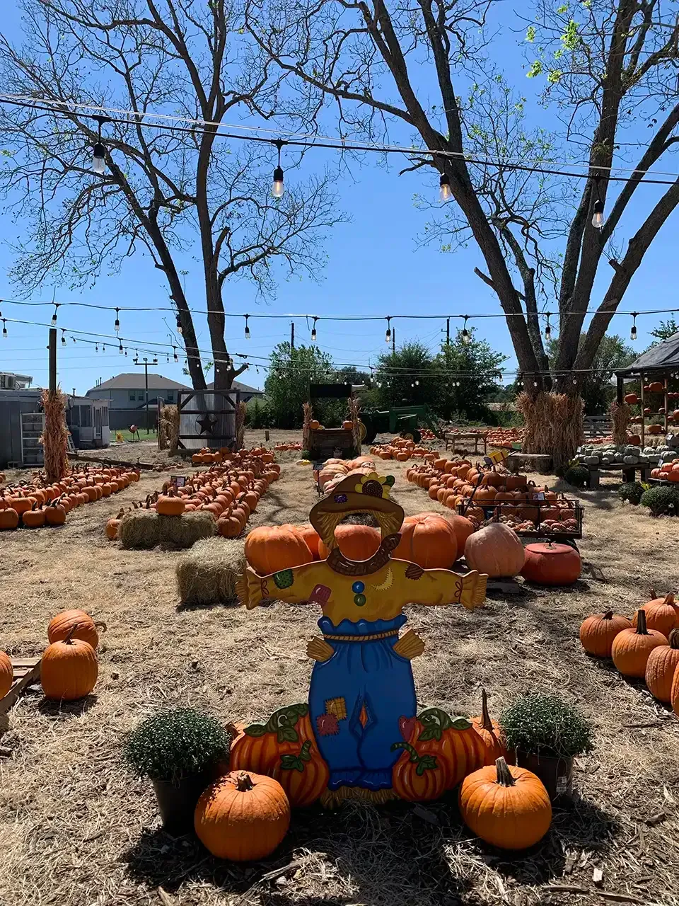 A scarecrow is surrounded by pumpkins in a pumpkin patch.