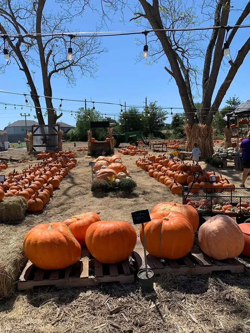 A bunch of pumpkins are sitting on wooden pallets in a field.