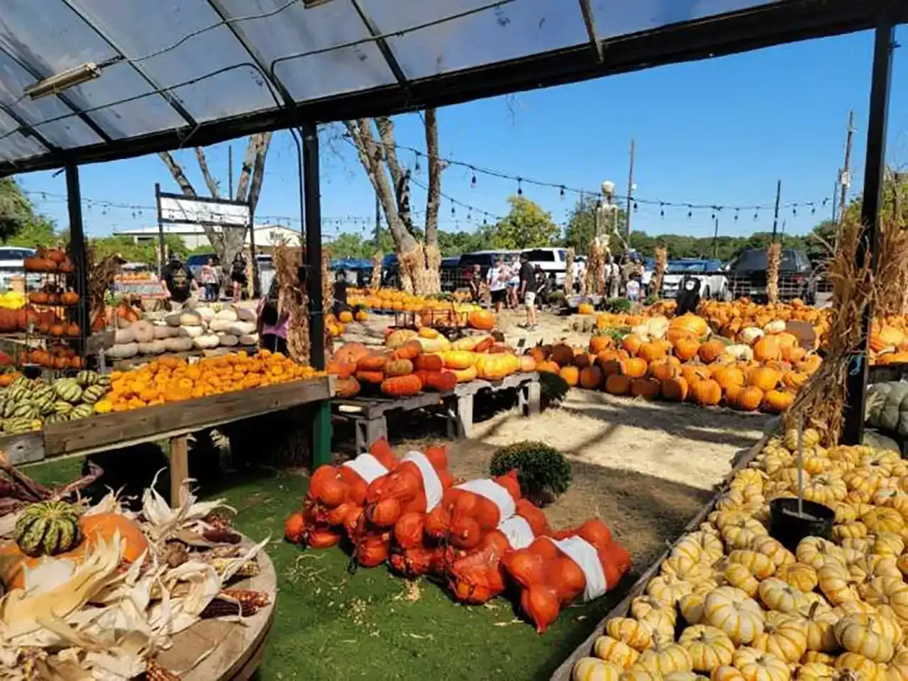 A pumpkin patch filled with lots of pumpkins and squash.