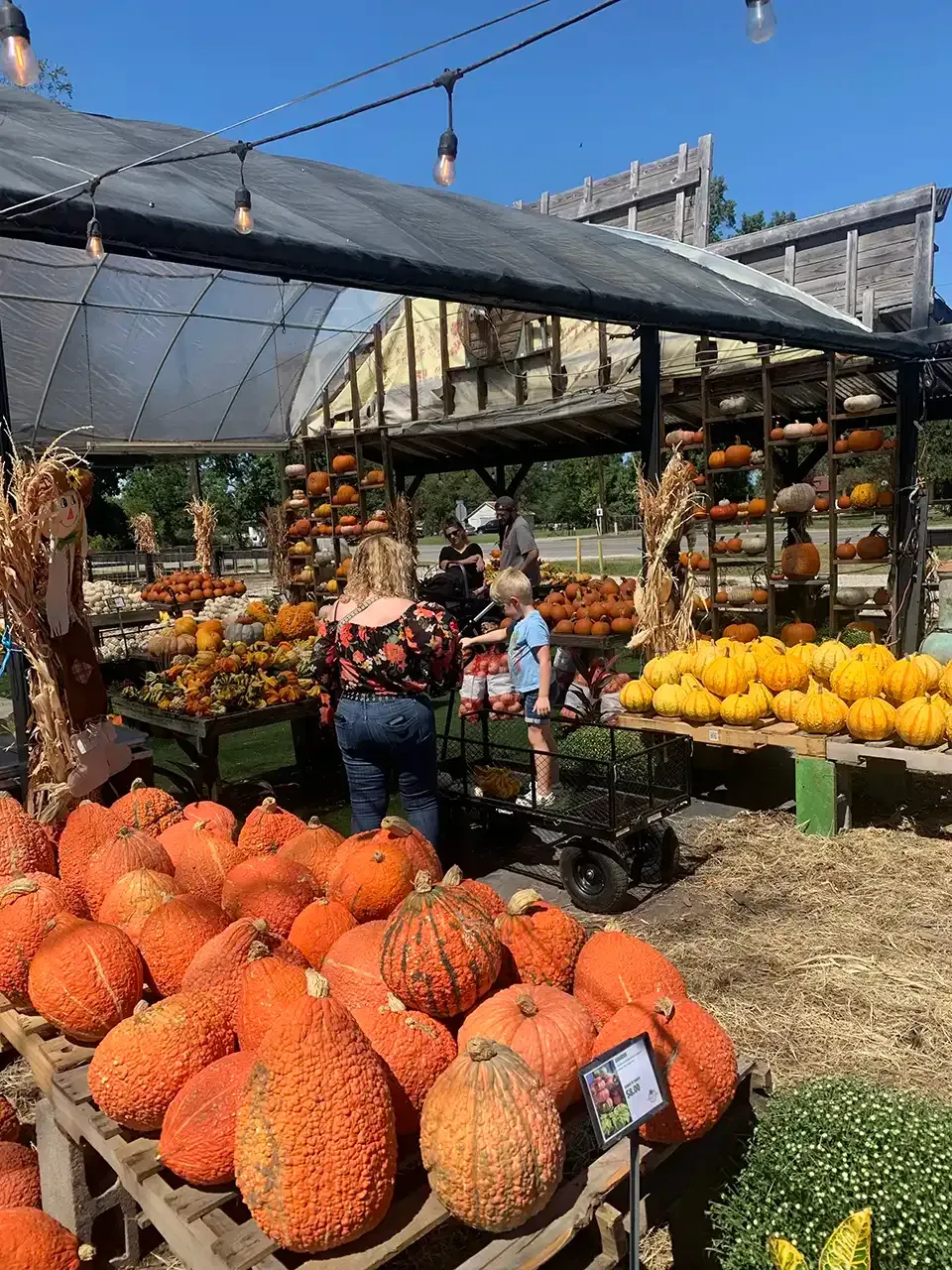 A bunch of pumpkins are sitting on a table at a pumpkin patch.