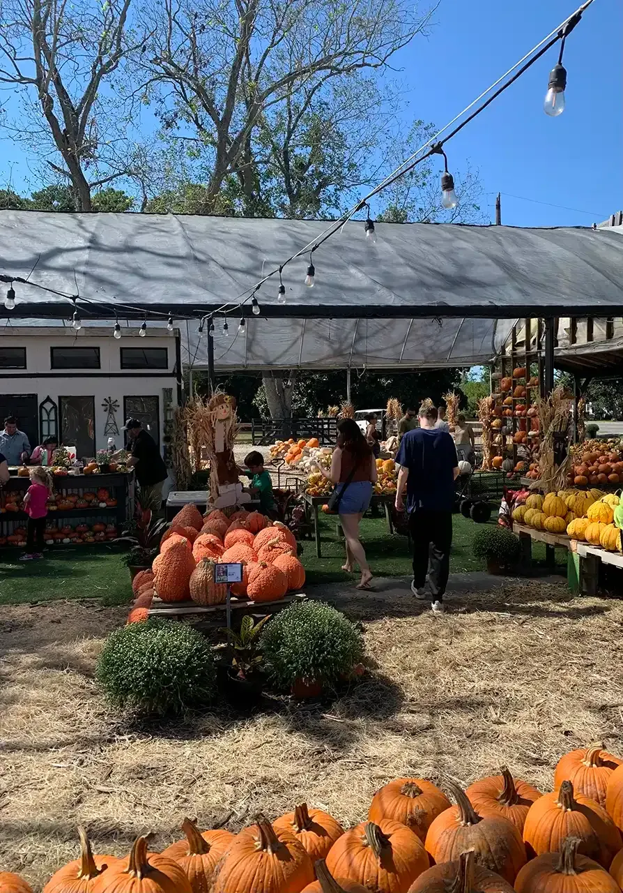 A group of people are standing in a field of pumpkins.