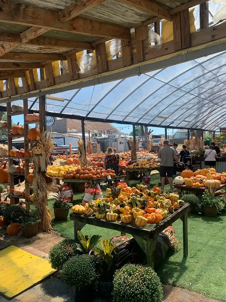 A greenhouse filled with lots of pumpkins and plants.