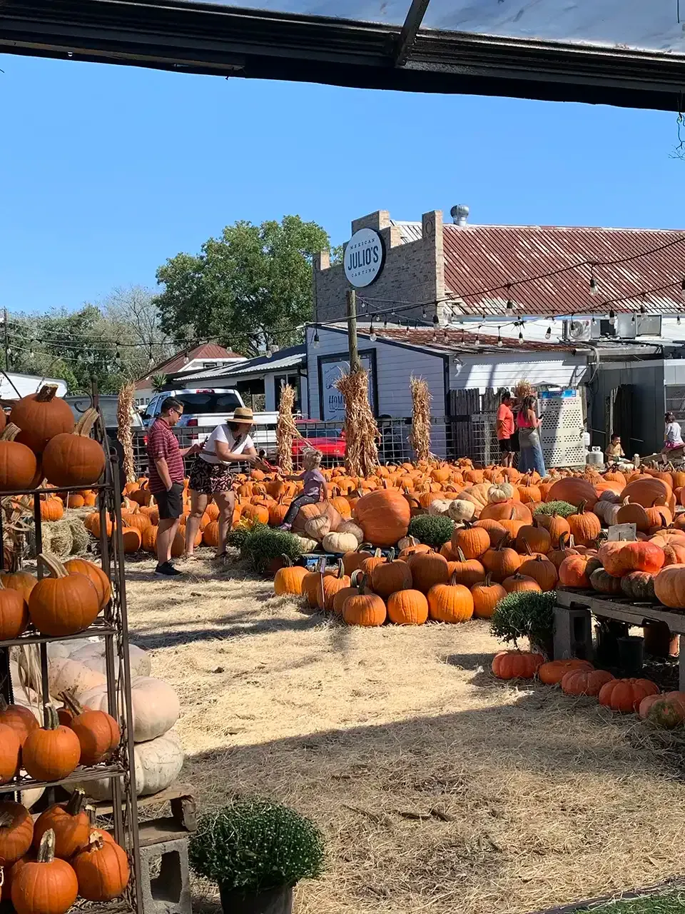 A group of people are standing in a field of pumpkins.