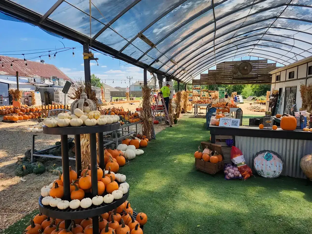Pumpkin patch with a large variety of pumpkins, gourds, and fall decorations under a covered structure.