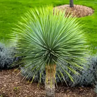 Rosehill Palms - How to Grow and Care for Yucca Plants - Yucca Rostrata