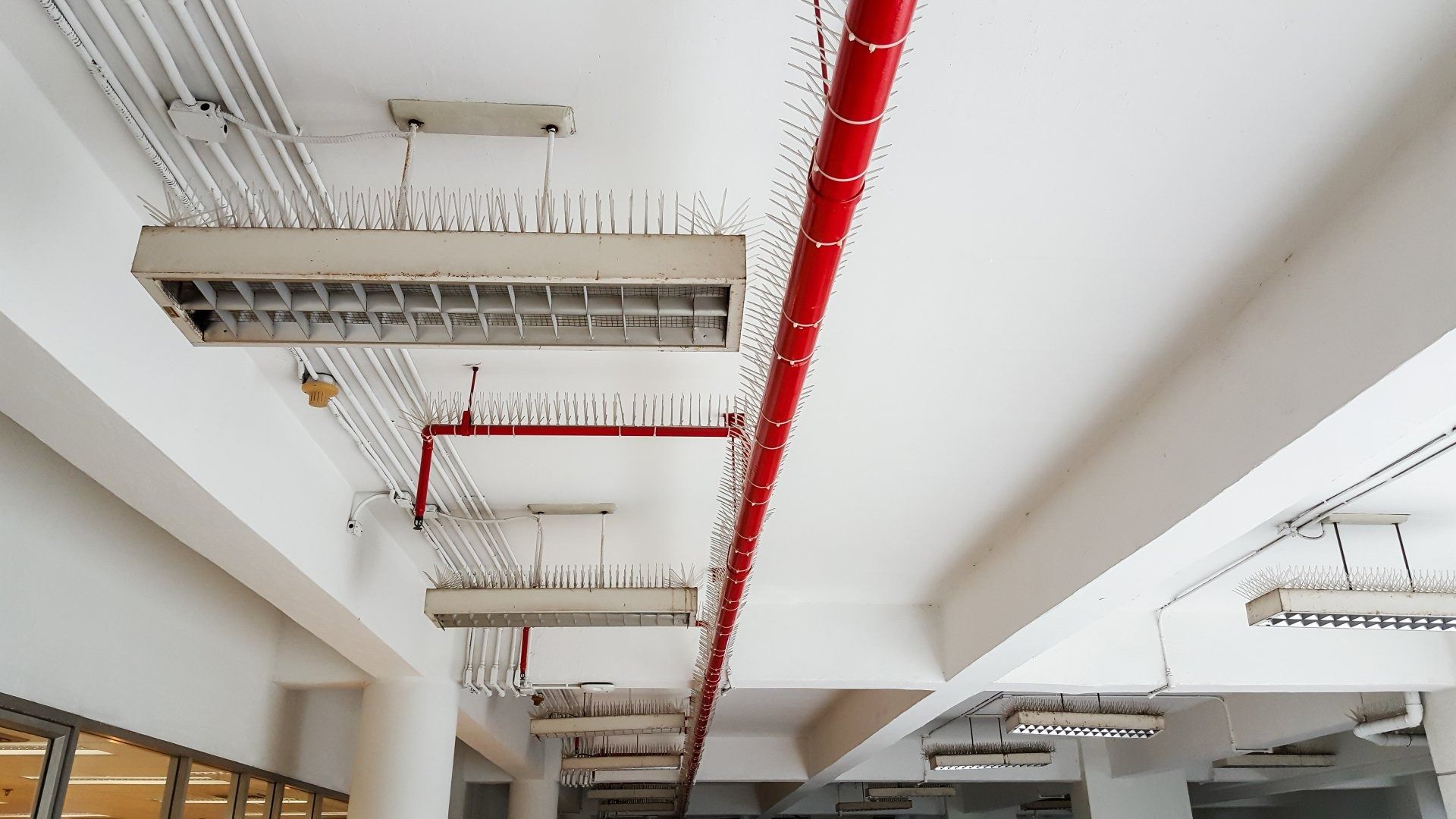 White Ceiling with Red Pipes, Electrical Conduits, and Rectangular Fluorescent Lights — Weav Plumbed in Emerald, QLD