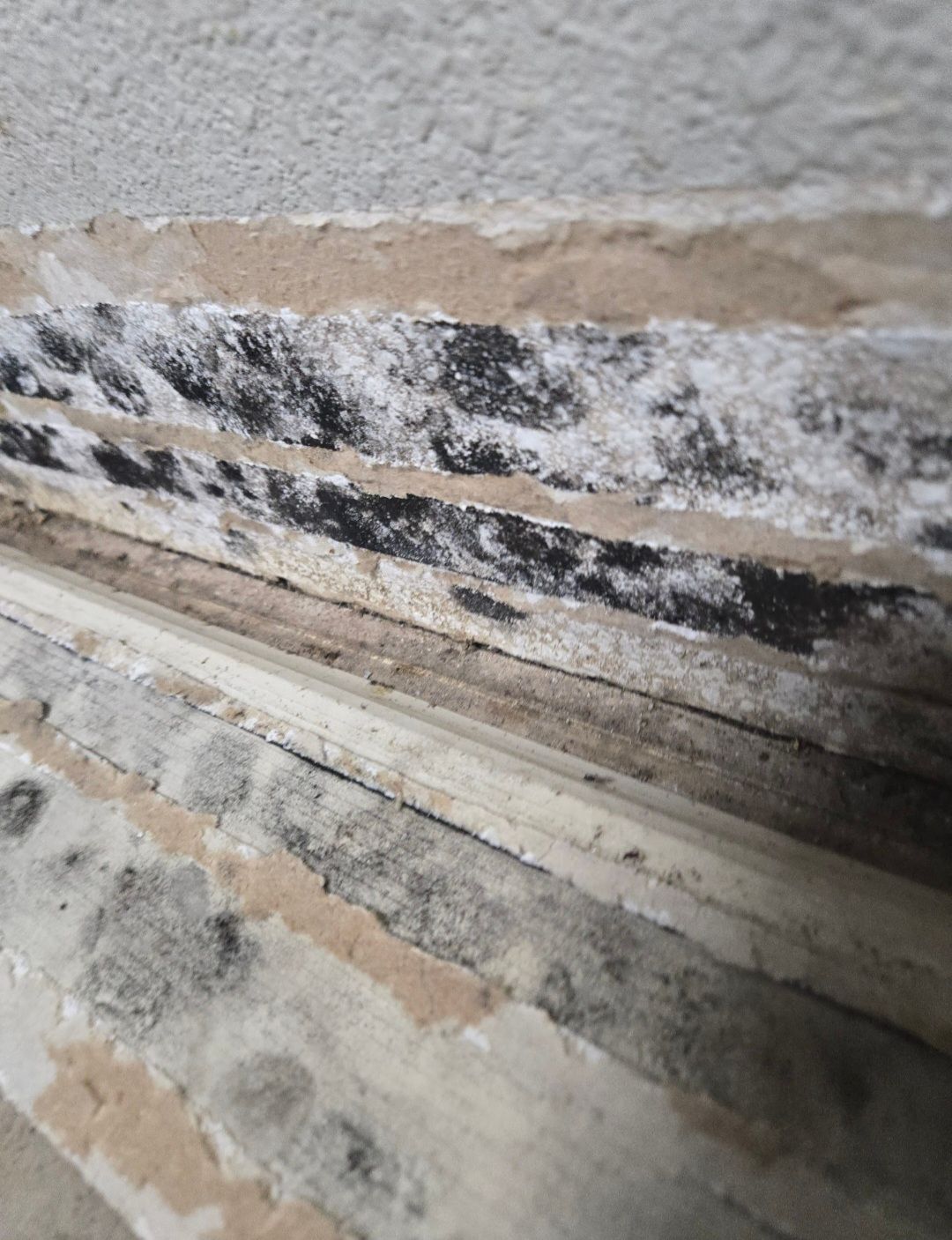 Mold growth on layered surfaces, showing black and white patches.