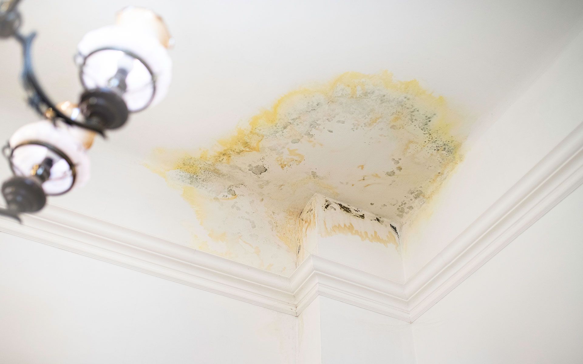Water-damaged ceiling with peeling paint and mold near a chandelier.