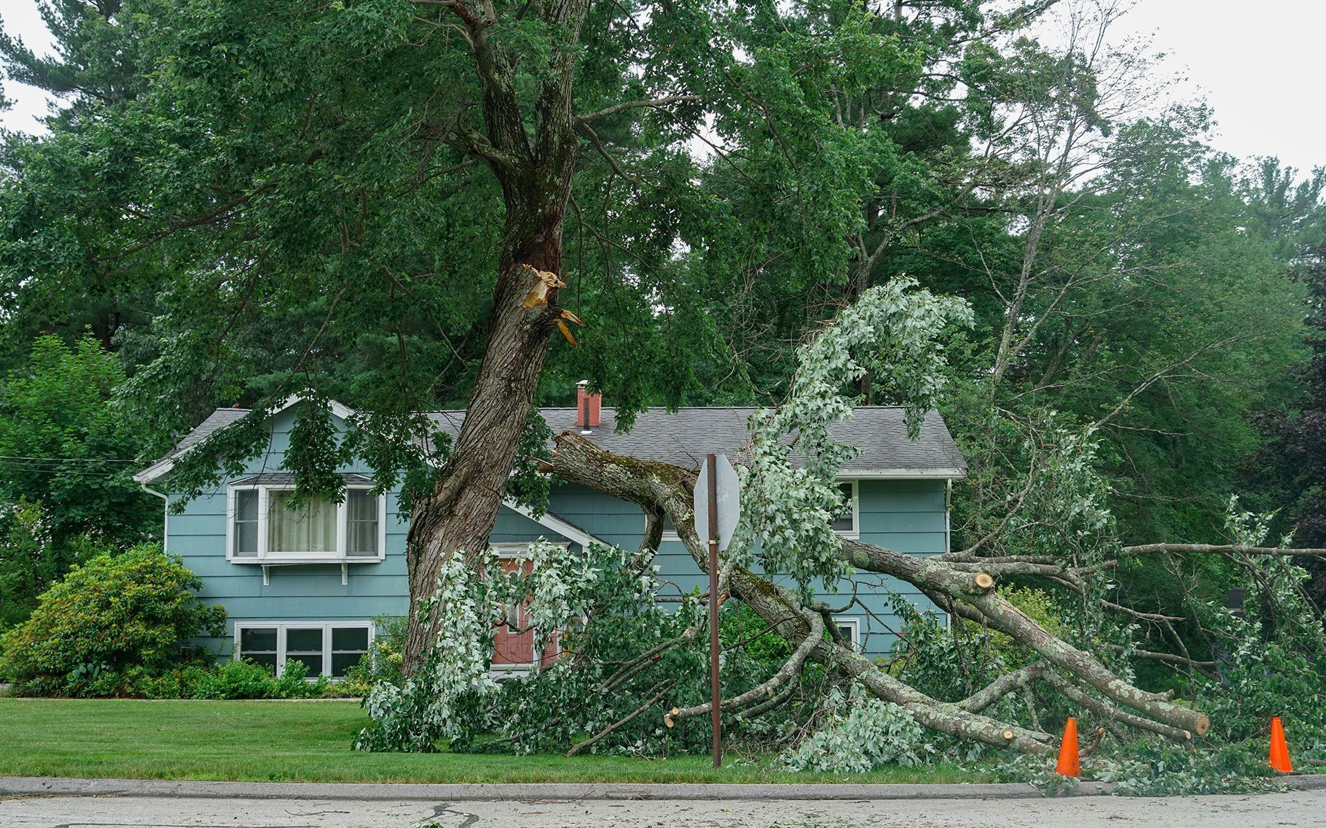 Tree fallen onto a blue house; branches cover the roof and yard. Orange cones on the road.