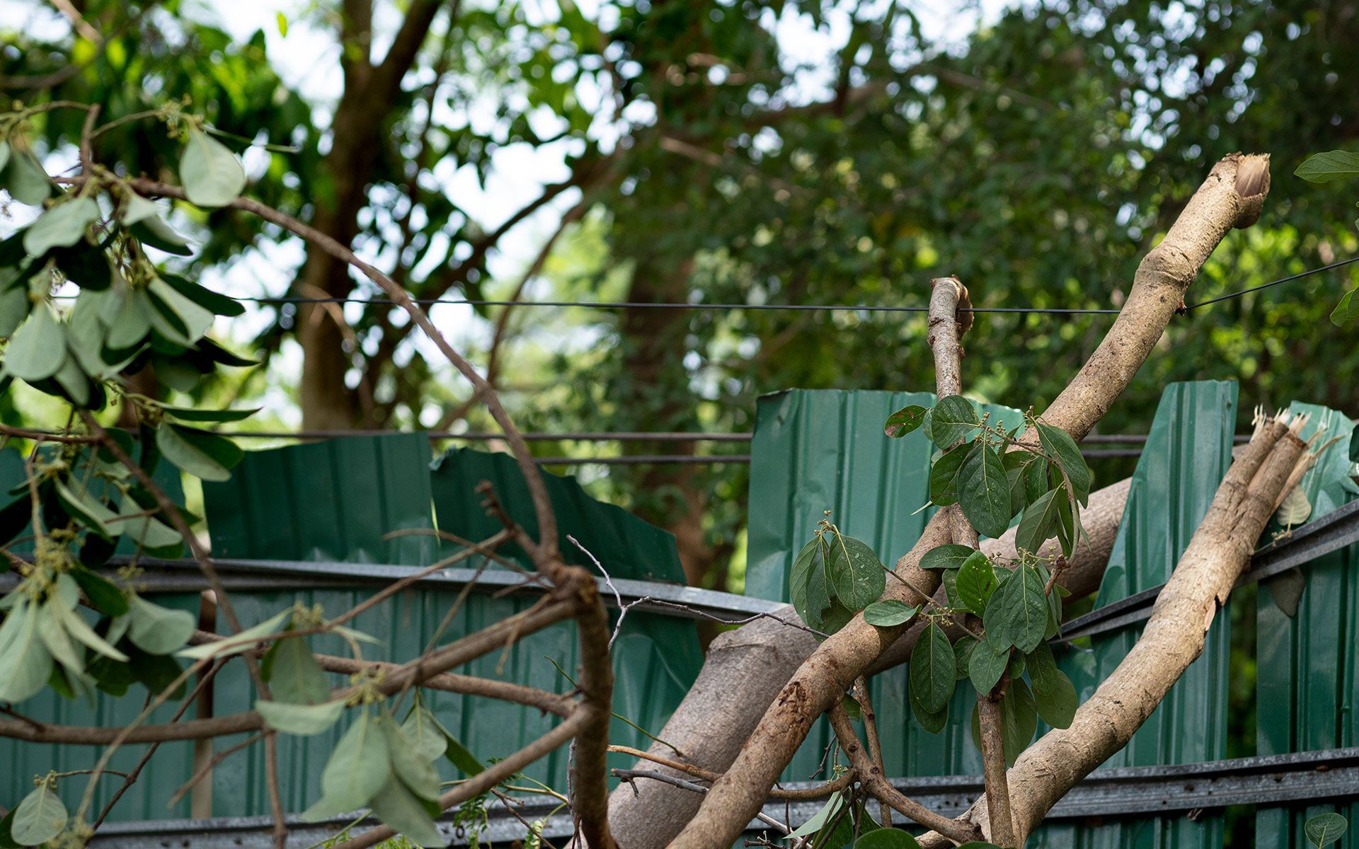 Branches over a green fence, with leaves and a blurry forest background.
