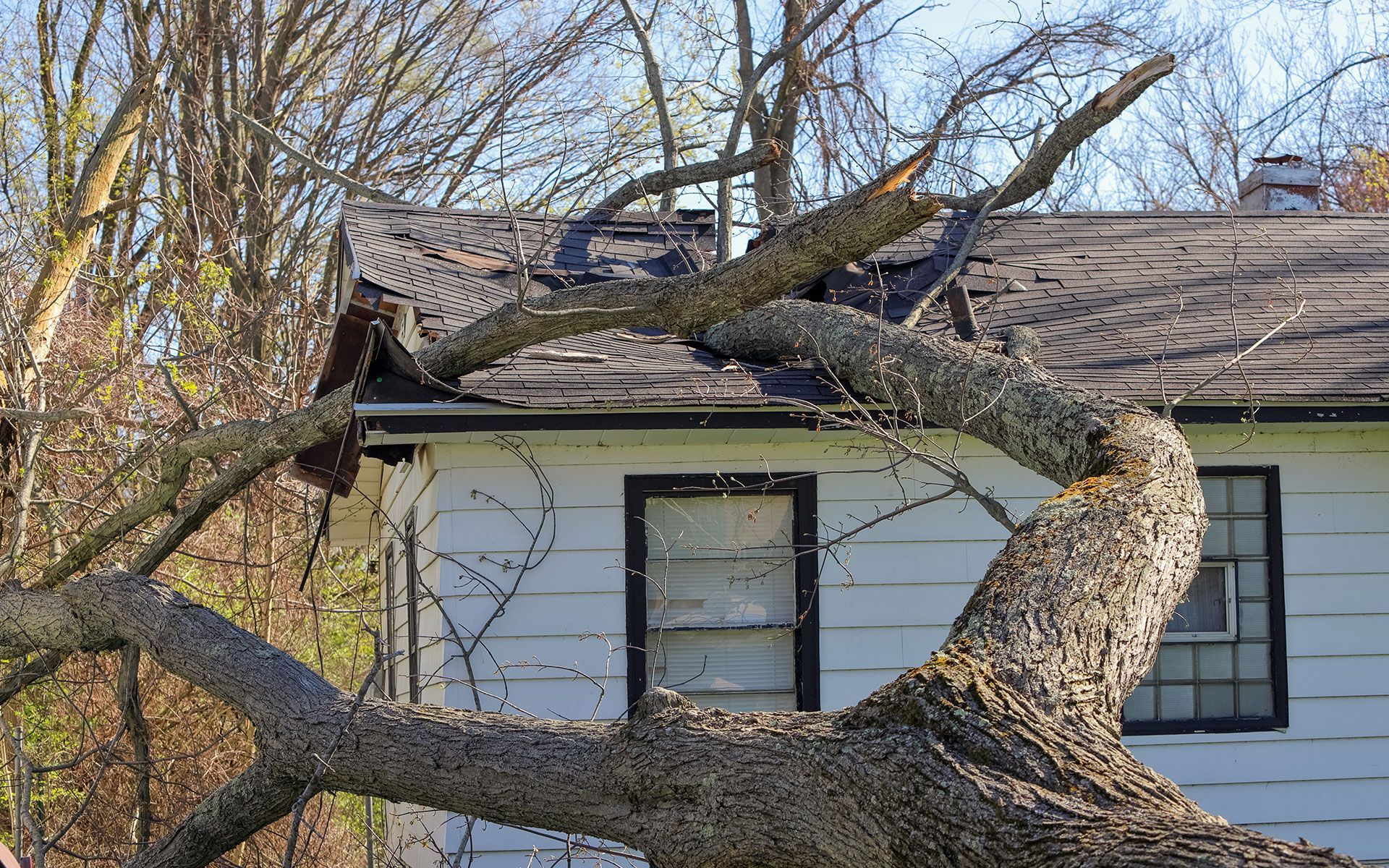 Tree branch fallen on a house roof, causing damage.