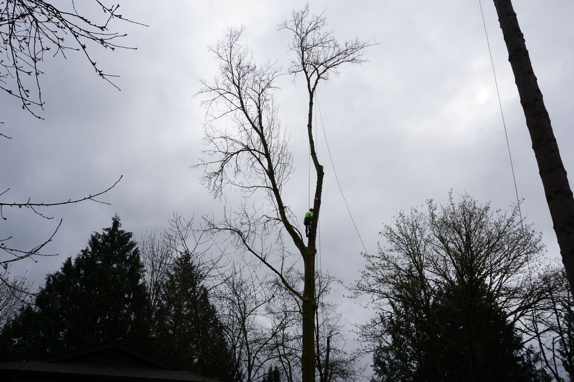 Brier tree service