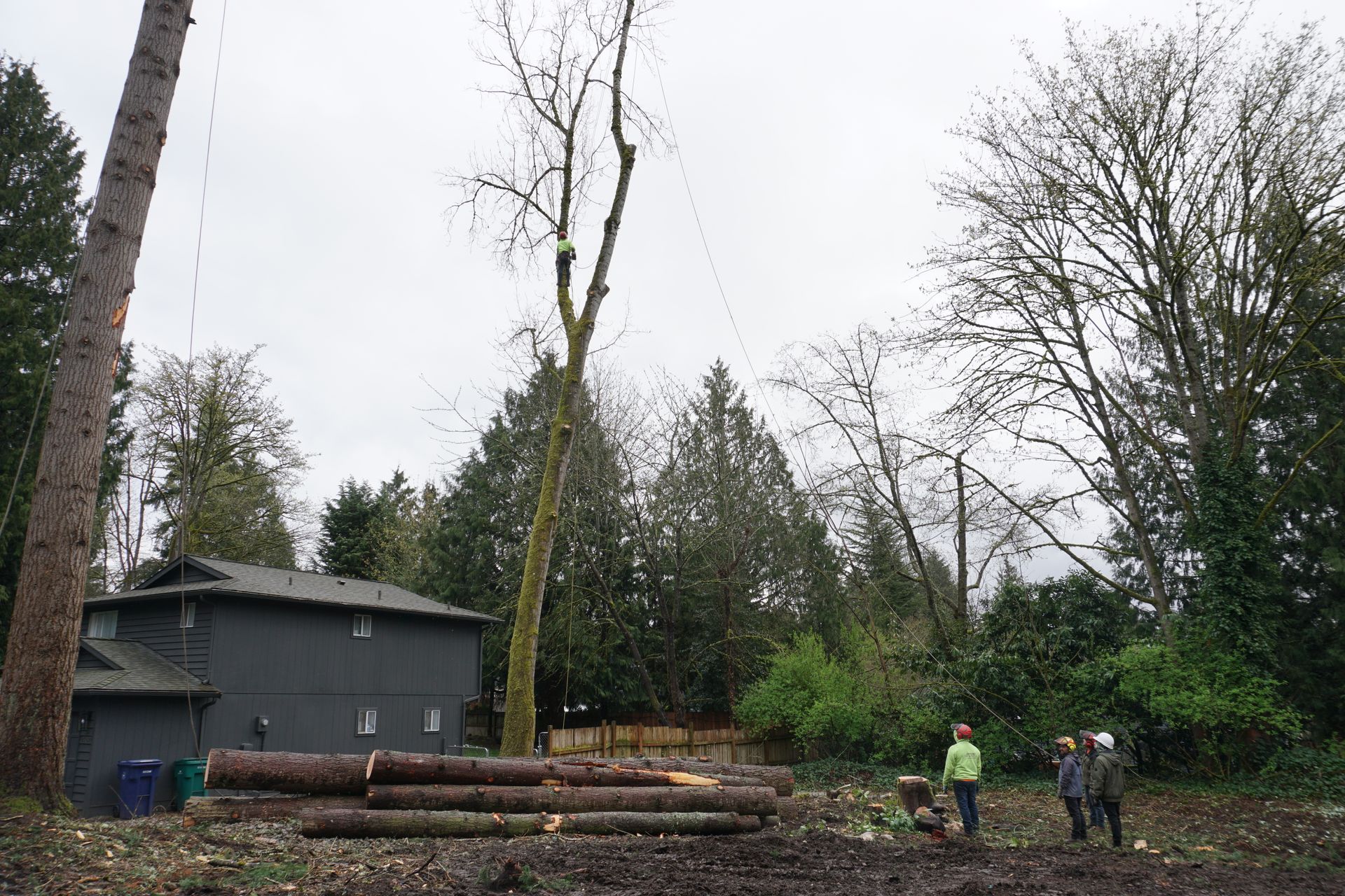 Brier tree removal