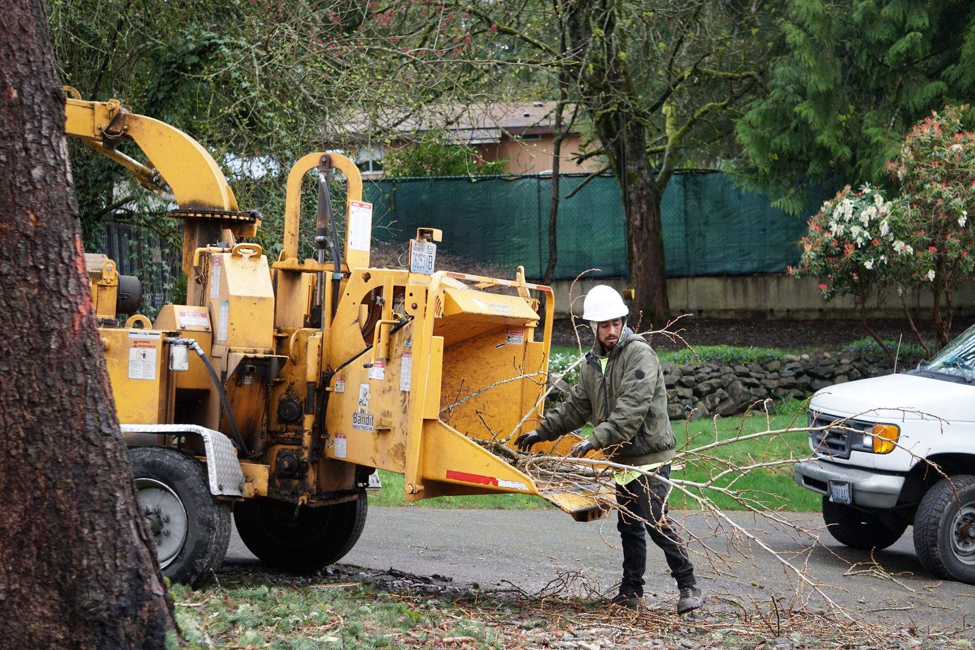 Brier tree chipping