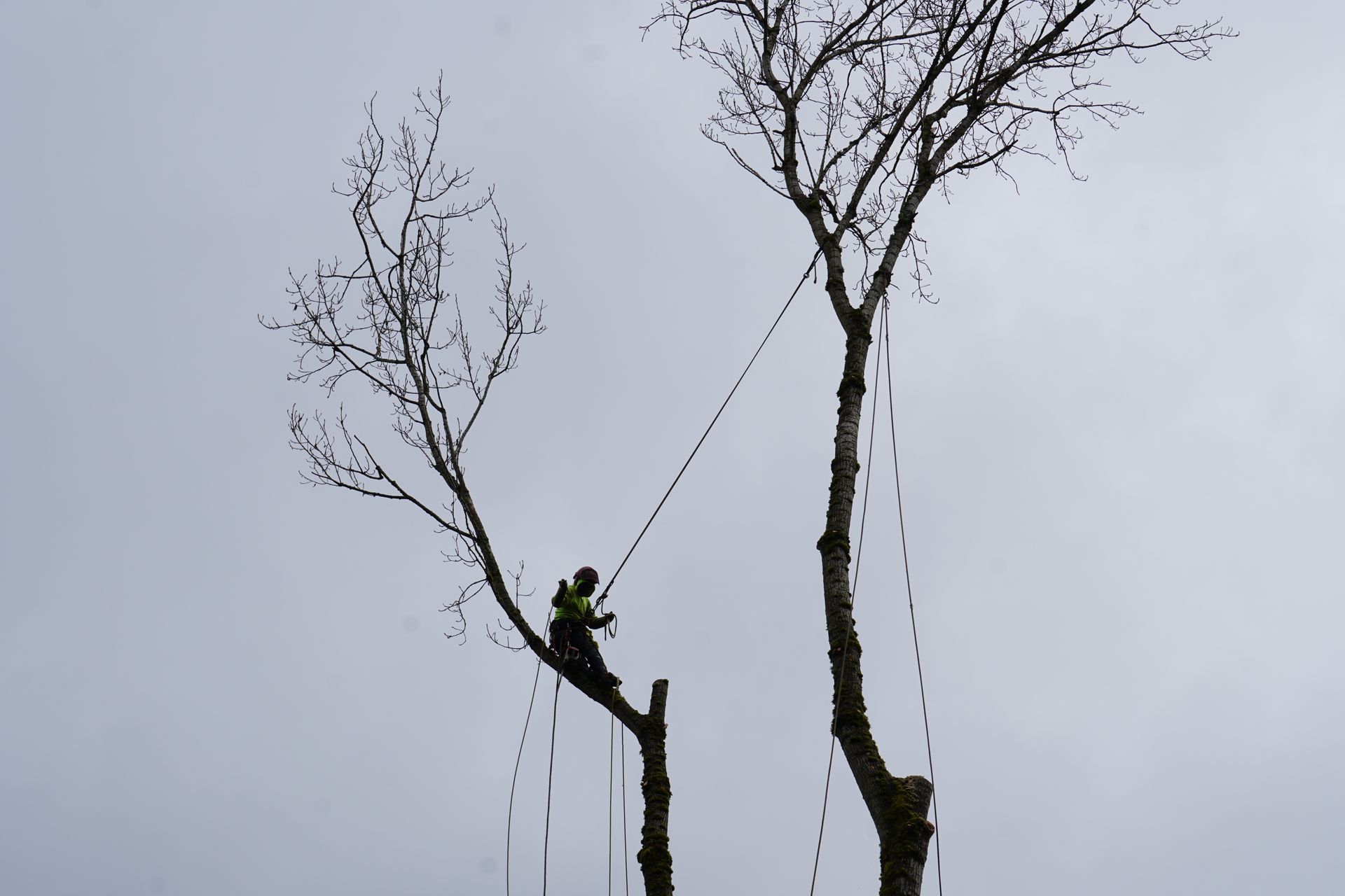 Brier tree trimming