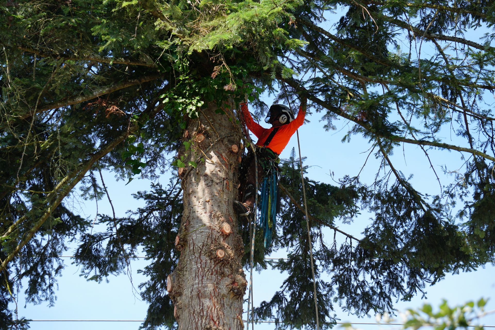 Arborist in a tall tree, wearing a helmet and safety gear, trimming branches against a blue sky.