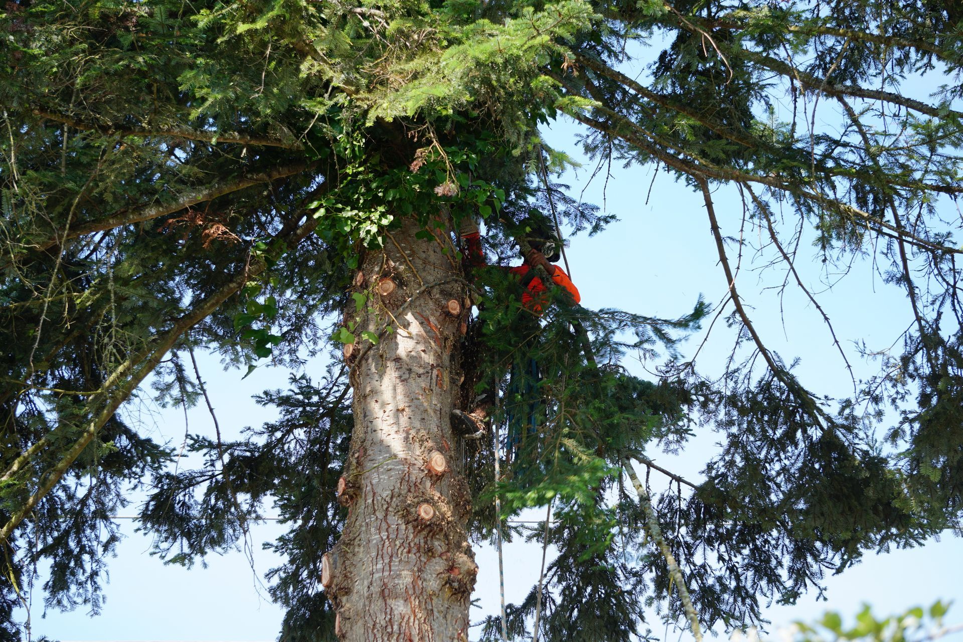 Tree trunk with a chainsaw being used to cut branches.